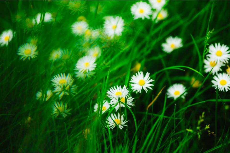 In The Meadow with… Amaliah