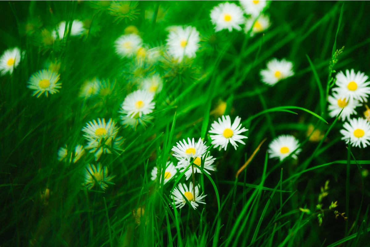In The Meadow with… Amaliah